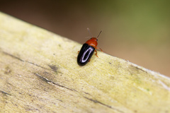 Triplax thoracica