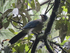 Aphelocoma ultramarina
