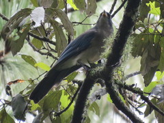 Aphelocoma ultramarina