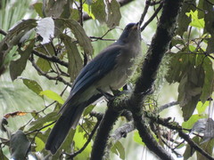 Aphelocoma ultramarina