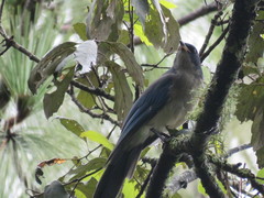 Aphelocoma ultramarina