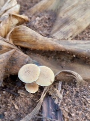 Baeospora