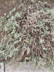 Salvia chamaedryoides