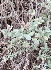 Salvia chamaedryoides