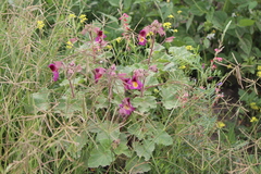 Proboscidea louisianica fragrans