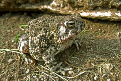 Anaxyrus compactilis
