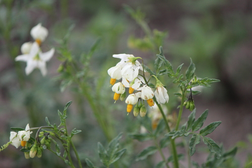 Image of Solanum pinnatisectum by (c) José Belem Hernández Díaz, some rights reserved (CC BY)