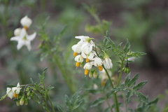 Solanum pinnatisectum