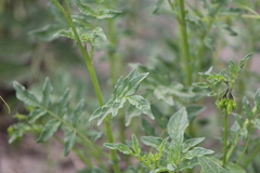 Solanum pinnatisectum