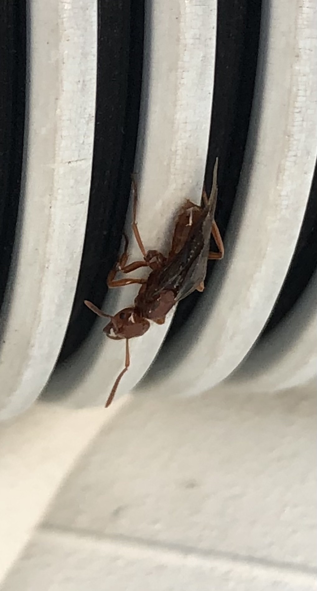Lasius interjectus