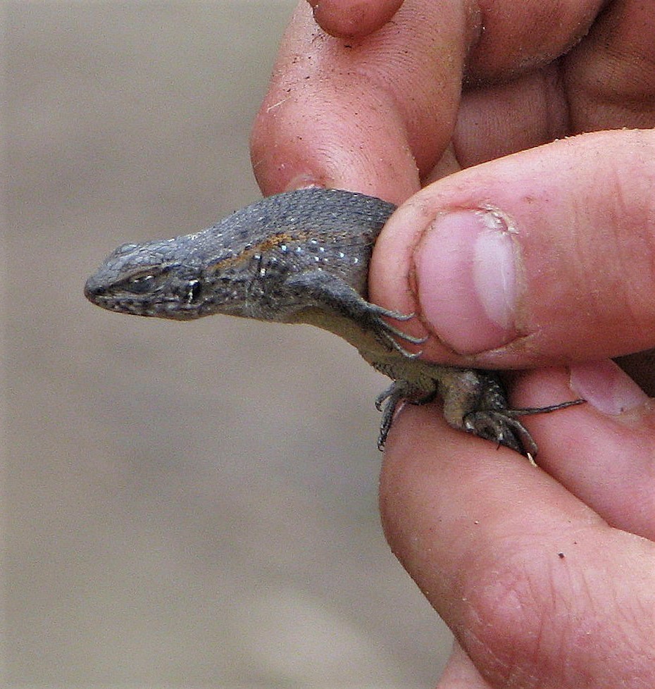 Balerion Smooth-Throated Lizard