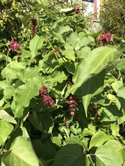 Leycesteria