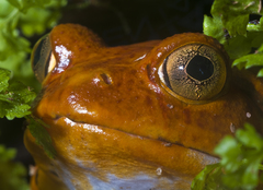 Dyscophus antongilii