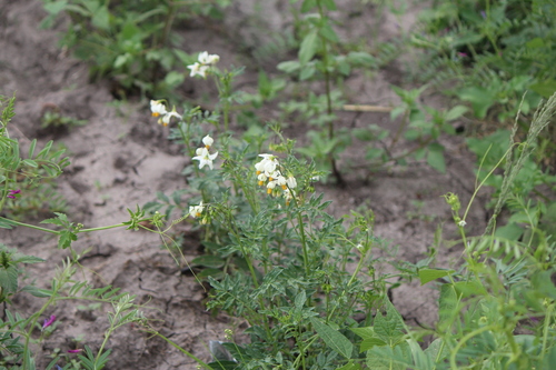 Image of Solanum pinnatisectum by (c) José Belem Hernández Díaz, some rights reserved (CC BY)