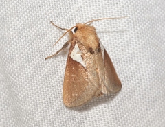 Prolimacodes trigona