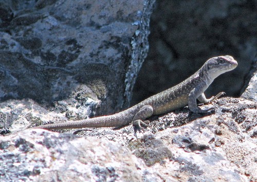 Krieg's Tree Iguana, Liolaemus kriegi