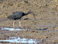 Egretta caerulea