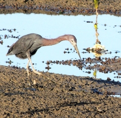 Egretta caerulea