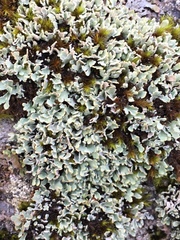 Cladonia subcervicornis