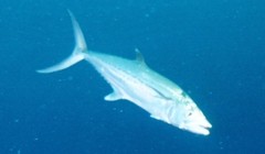 Scomberomorus regalis