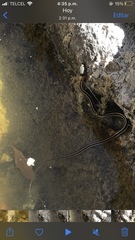 Thamnophis cyrtopsis collaris