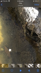 Thamnophis cyrtopsis collaris