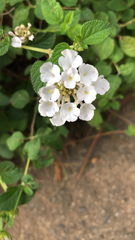 Lantana