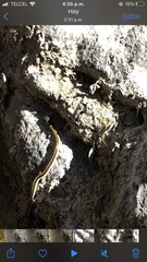 Thamnophis cyrtopsis collaris