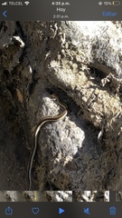Thamnophis cyrtopsis collaris