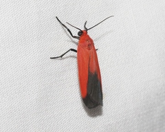 Ptychoglene coccinea