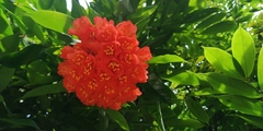 Brownea ariza