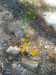 Tagetes lemmonii