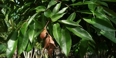 Brownea ariza