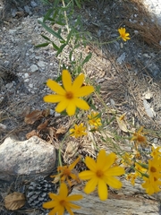 Tagetes lemmonii