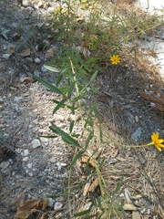 Tagetes lemmonii