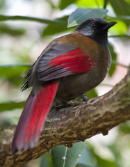 Trochalopteron formosum