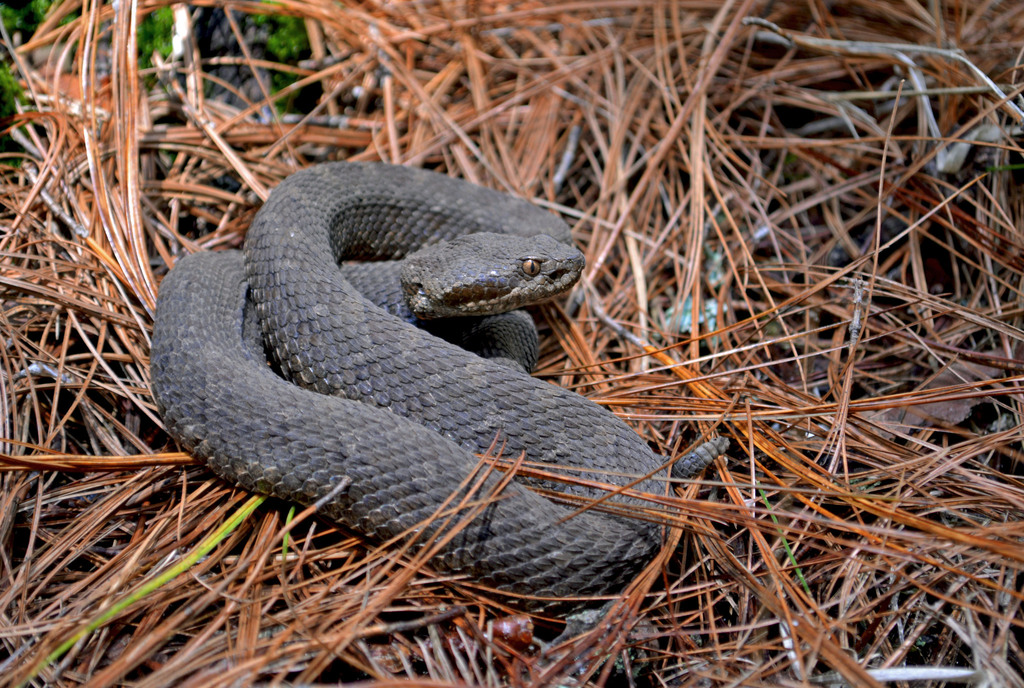 Tlaloc's Rattlesnake