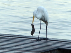 Ardea alba
