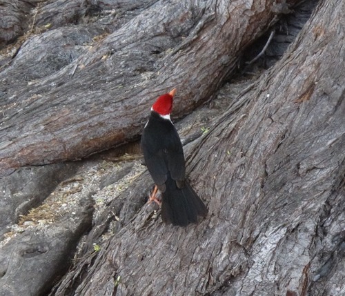 Yellow-billed Cardinal