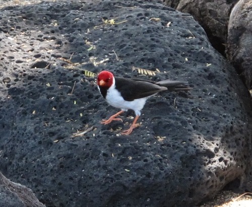 Yellow-billed Cardinal