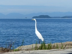 Ardea alba