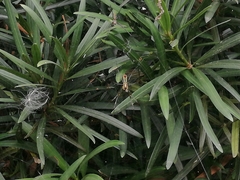 Trichonephila clavata