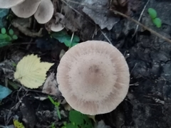 Coprinopsis melanthina
