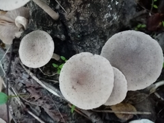 Coprinopsis melanthina