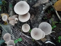 Coprinopsis melanthina