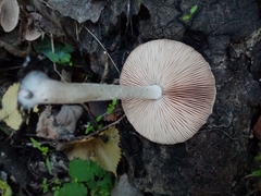 Coprinopsis melanthina