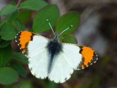 Anthocharis julia sulfuris