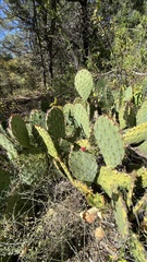 Opuntia dulcis
