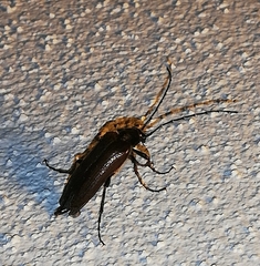 Cebrio