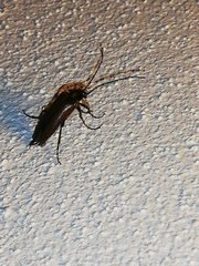 Cebrio